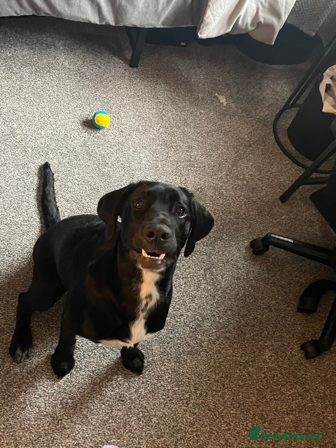 Mixed Breed dogs for sale: Beautiful black lab x boingle mix called nelly - Image 2