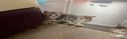 British Shorthair cats for sale: British Blue Shorthair Silver Tabby kittens - Advert 6