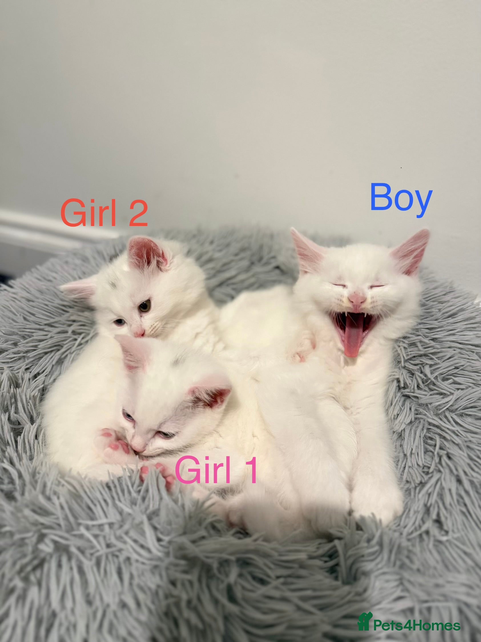 Mixed Breed cats 3 beautiful kittens available  - Advert 6