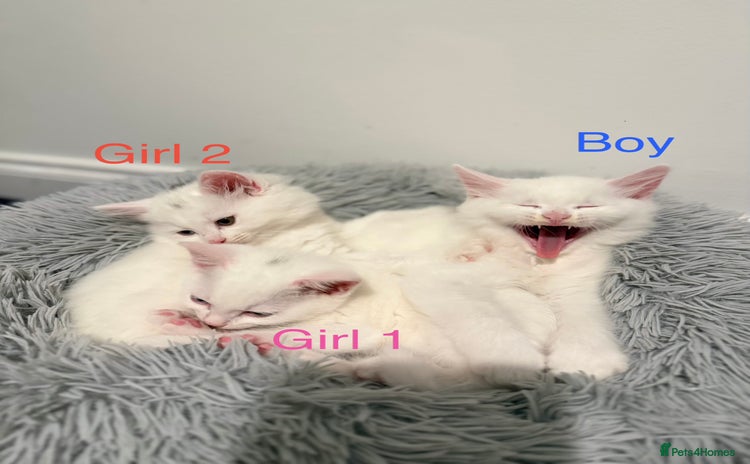 Mixed Breed cats 3 beautiful kittens available  - Advert 13