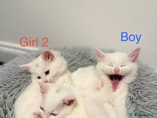 Mixed Breed cats 3 beautiful kittens available - Advert 4