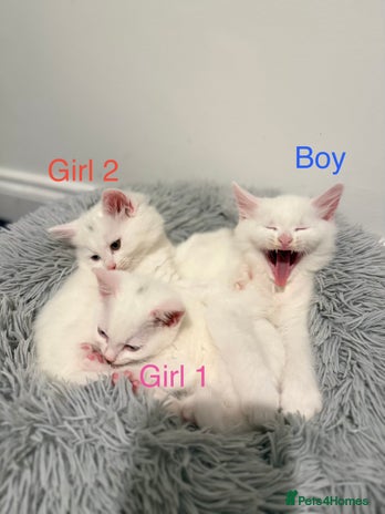 Mixed Breed cats 3 beautiful kittens available - Advert 2