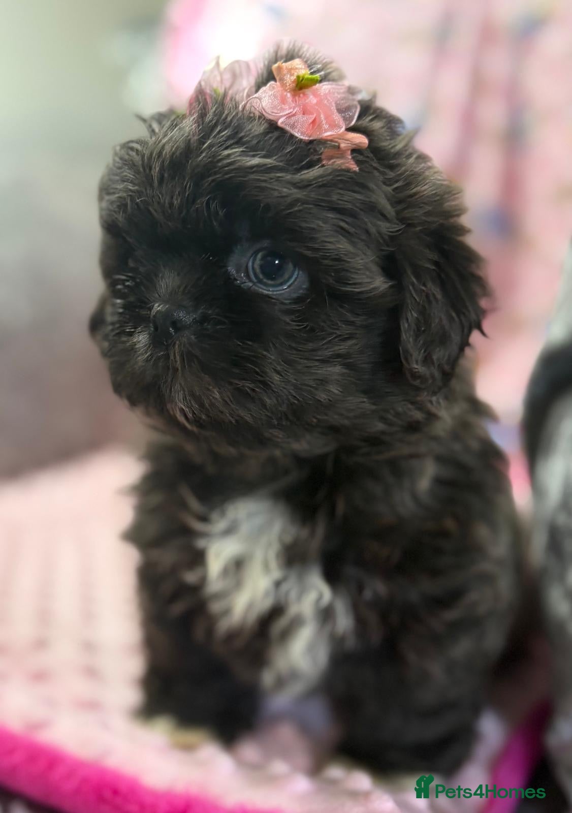 Shih Tzu dogs KC Health Tested Female- Ready for her new home - Advert 1