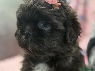 Shih Tzu dogs KC Health Tested Female- Ready for her new home - Advert 1