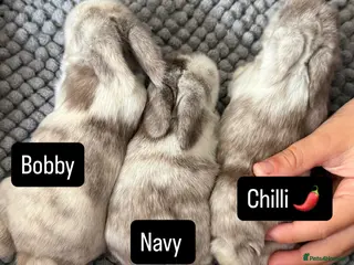 Mini Lop rabbits Please Meet Our Gorgeous Trio of Mini Lops - Advert 1