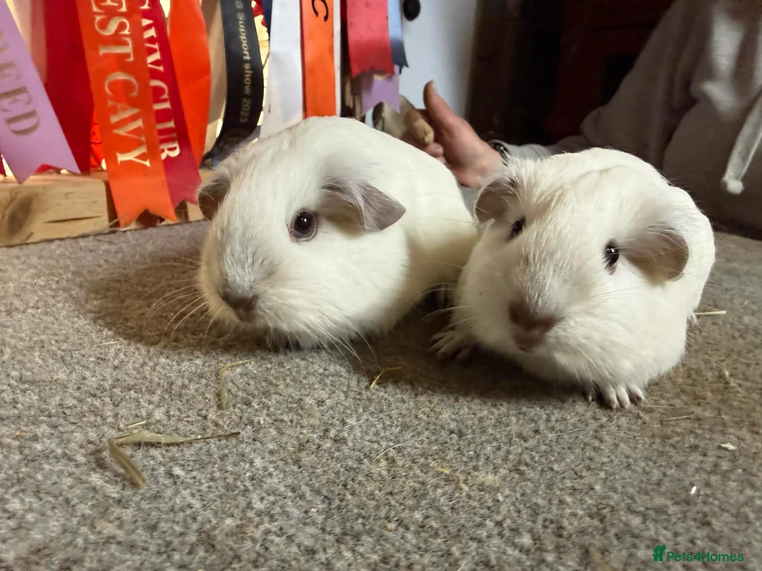 Guinea Pig rodents for sale: 2 x Chocolate point white Californian sows - Advert 3