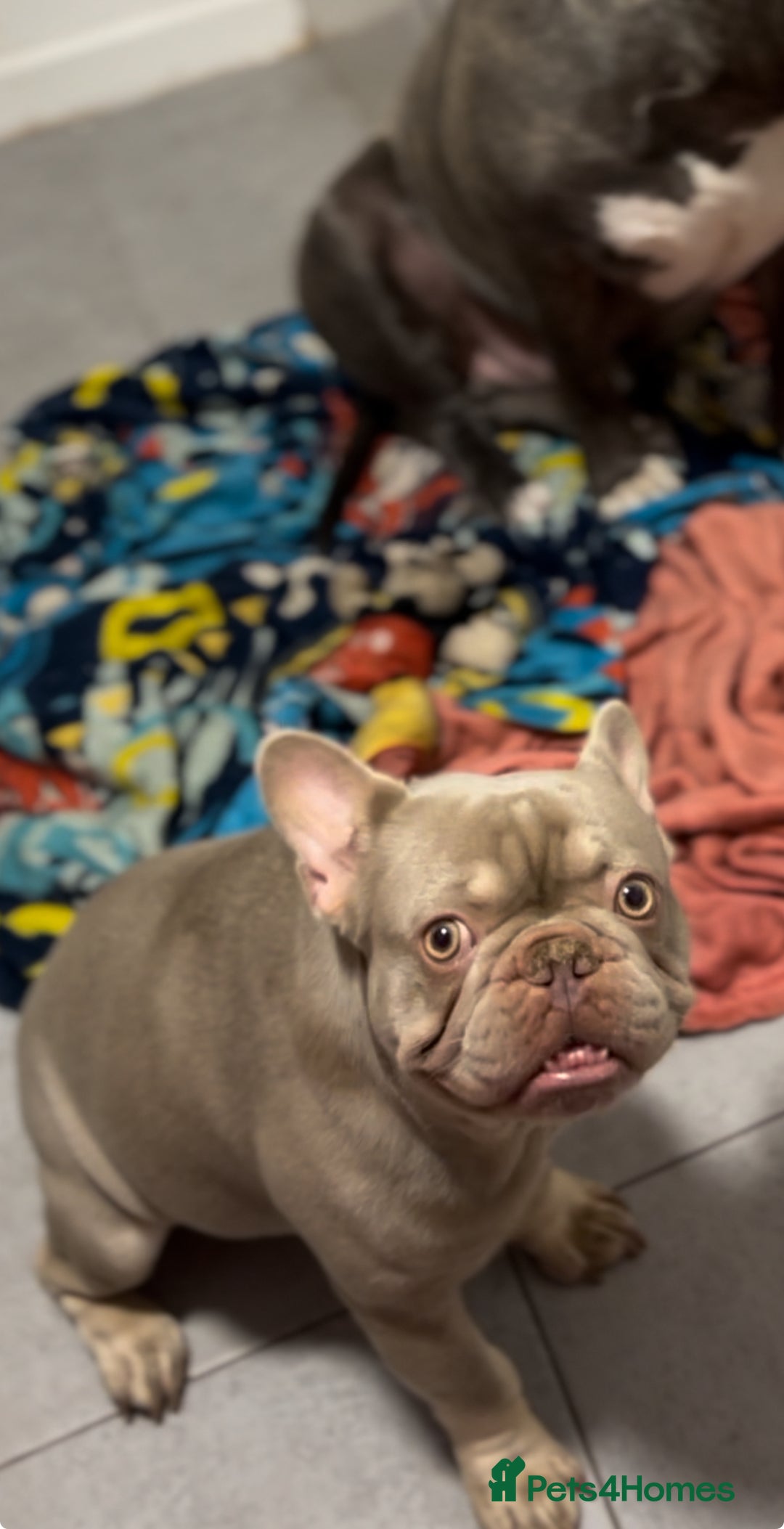 French Bulldog dogs for stud: Big Meech  - Image 3