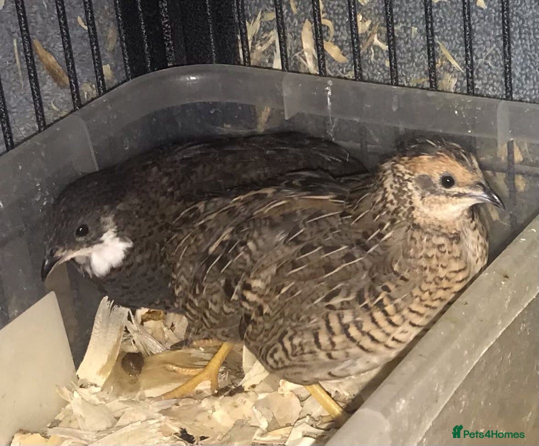 Quail poultry for sale: QUAIL EGGS/CHINESE PAINTED BUTTONS ! - Advert 22