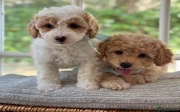 Mixed Breed dogs for sale: Teddy bear puppies - Image 18