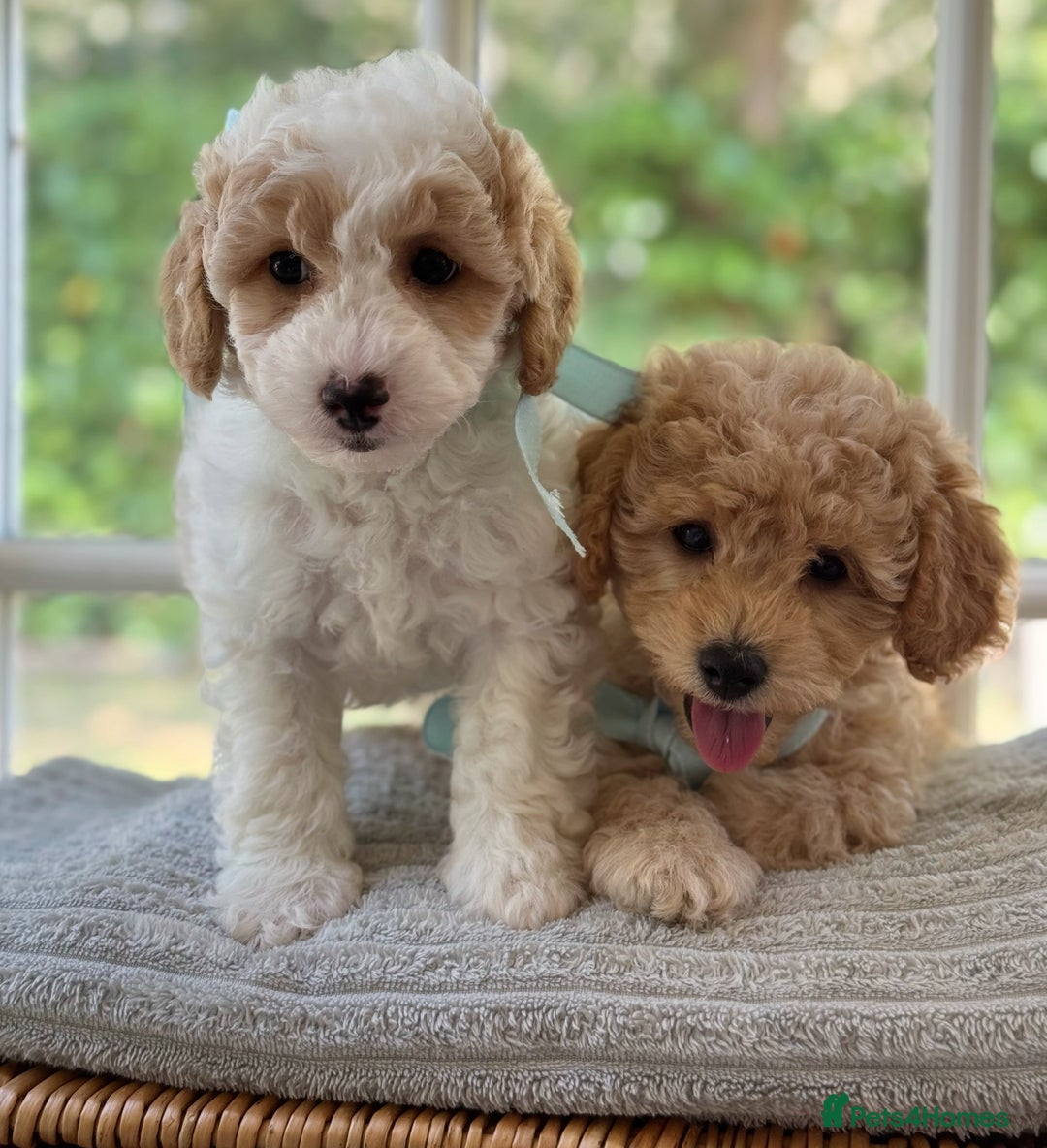 Mixed Breed dogs for sale: Teddy bear puppies - Image 18