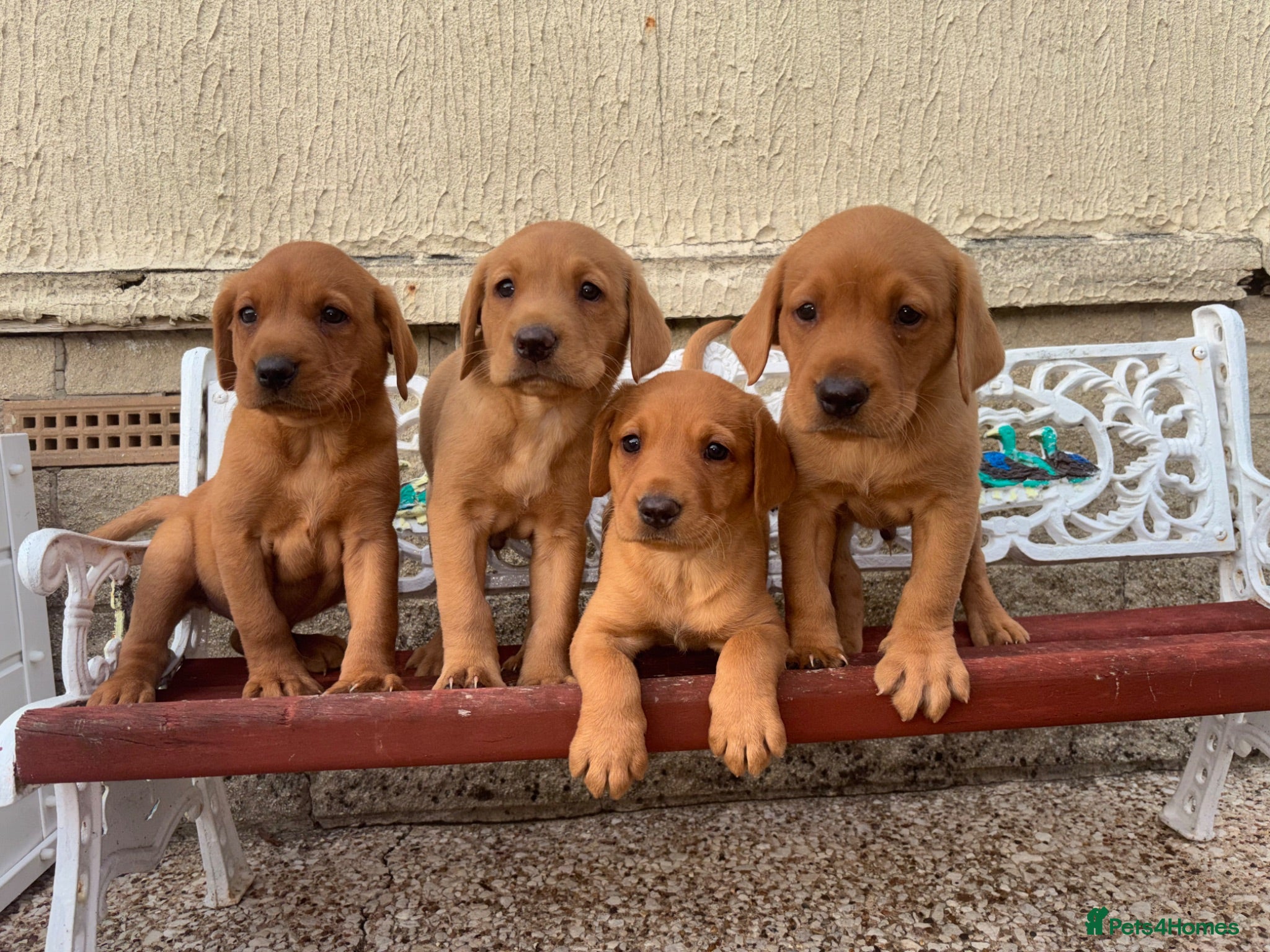 Labrador Retriever dogs 5 Fox Red Labrador Puppies - Advert 1