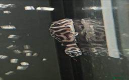 Plecos fish for sale: L236rb. Cracked Zebra Plecos.  - Image 5