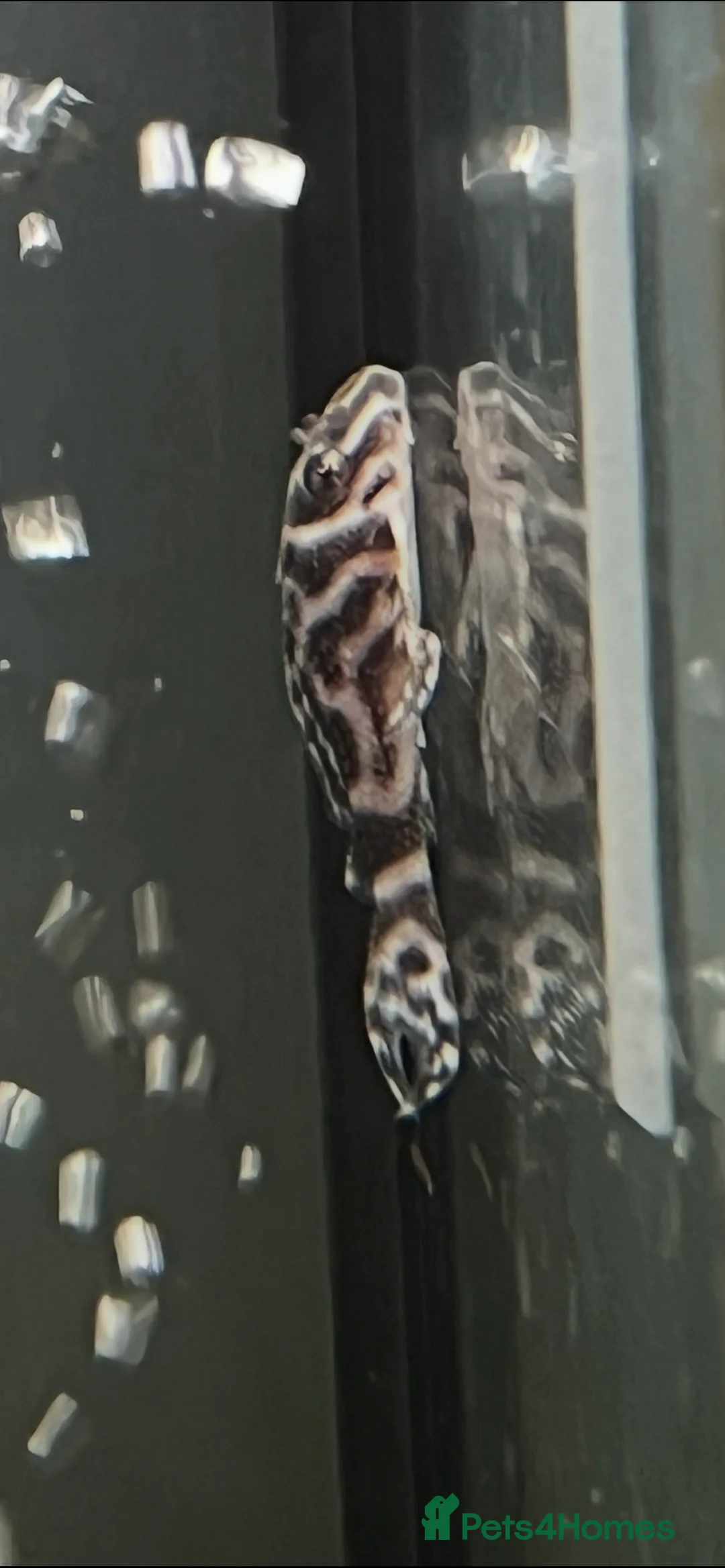 Plecos fish for sale: L236rb. Cracked Zebra Plecos.  - Advert 5