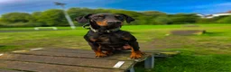 Dobermann dogs for sale: Bear  - Advert 14