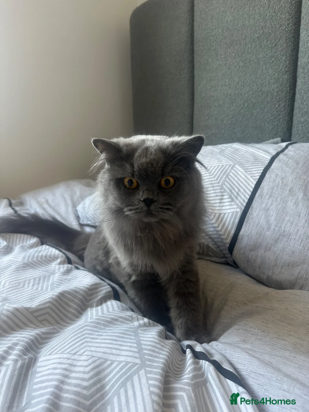 British Longhair cats for sale: Last Boy British long haired  in London - Advert 2