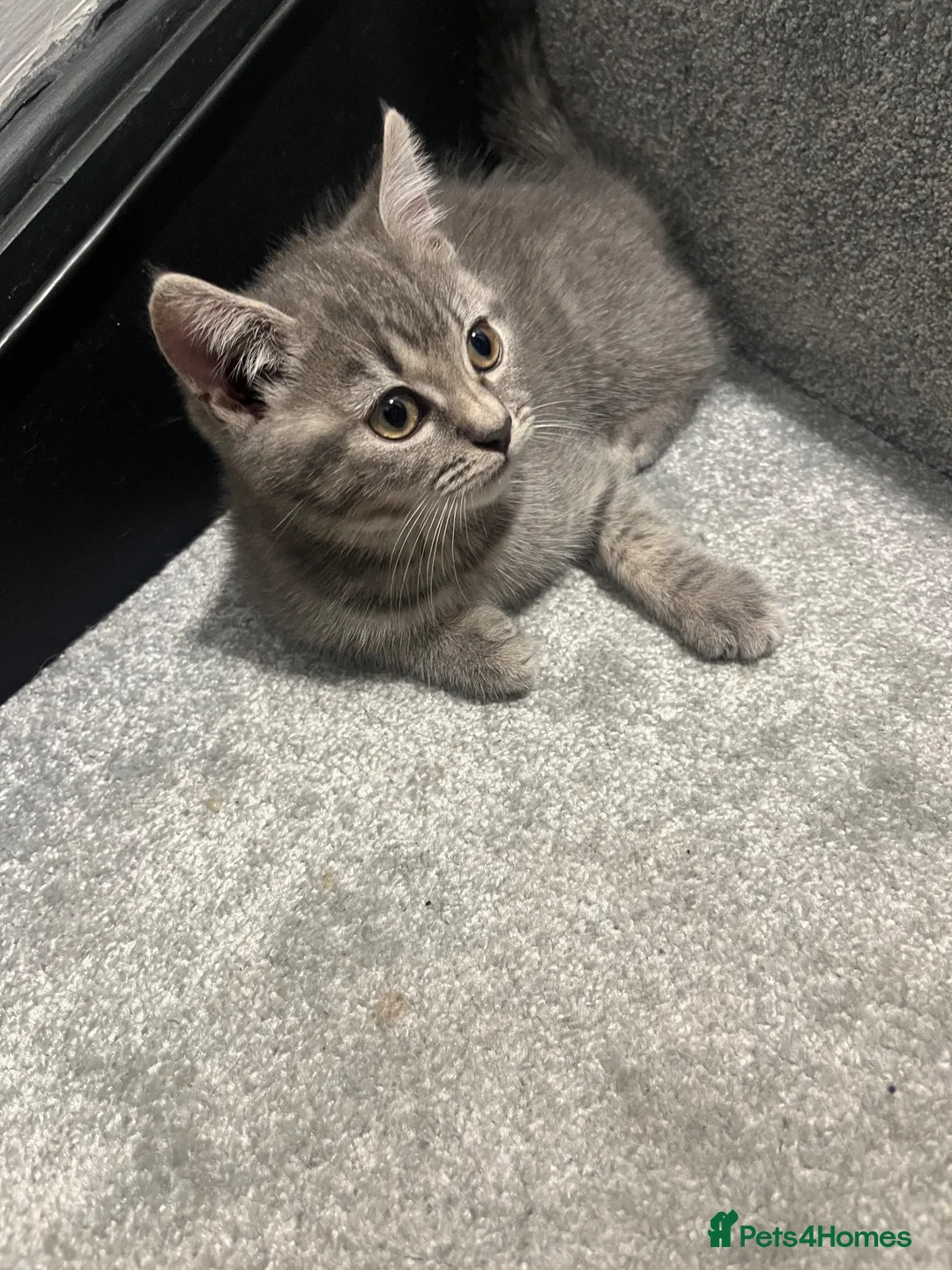 British Shorthair cats for sale: British shorthair kitten Molly  in Slough - Advert 1