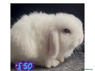 Mini Lop rabbits PEDIGREE MINI LOP BABIES READY TO LEAVE NOW - Advert 22