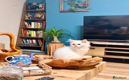 Ragdoll cats for sale: Long-haired Ragdoll Kitten Icy Blue Eyes 💎🐾 - Image 10