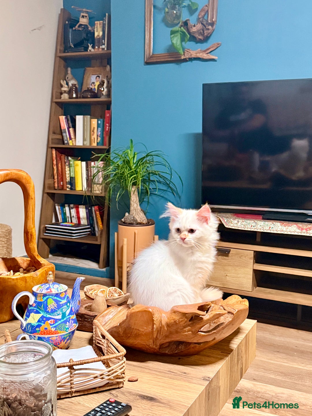 Ragdoll cats for sale: Long-haired Ragdoll Kitten Icy Blue Eyes 💎🐾 - Image 10