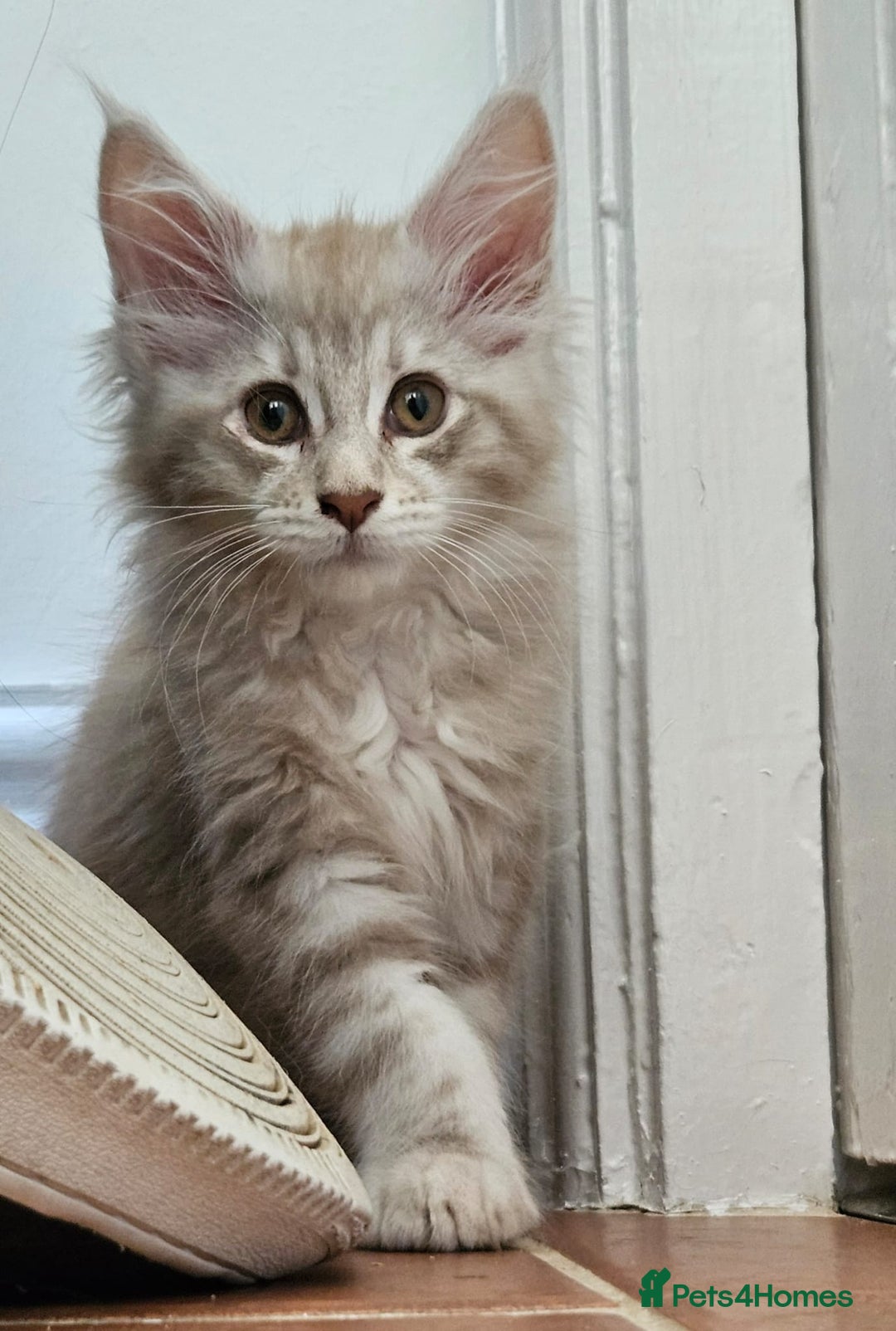 Maine Coon cats for sale: XL Maine Coon kittens - Image 25