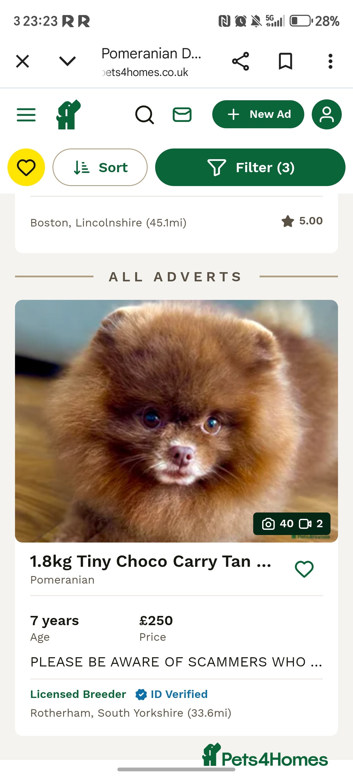 Pomeranian dogs Beautiful Pomeranian 🥰 - Advert 2