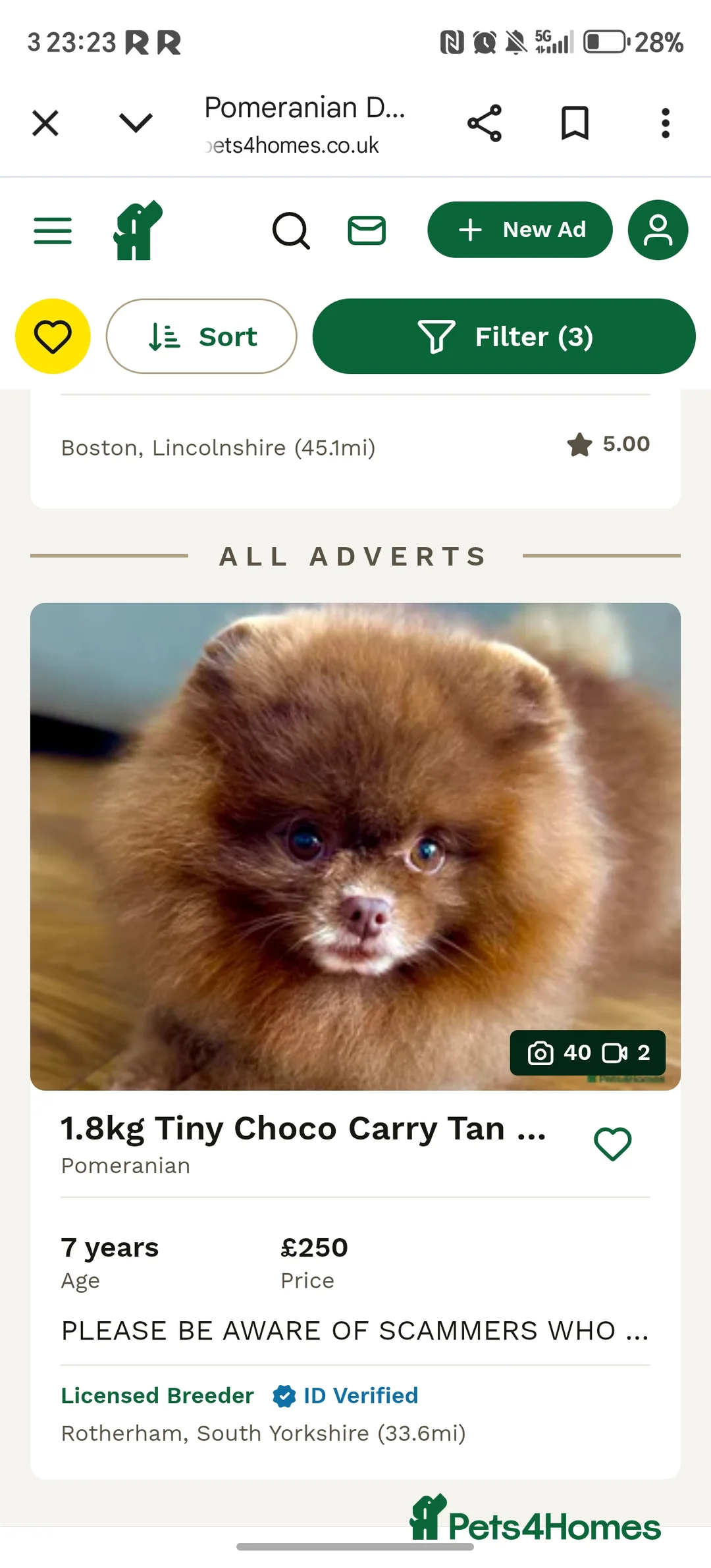 Pomeranian dogs for sale: Beautiful Pomeranian 🥰 in Mansfield - Advert 2