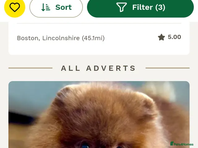 Pomeranian dogs Beautiful Pomeranian 🥰 - Advert 2