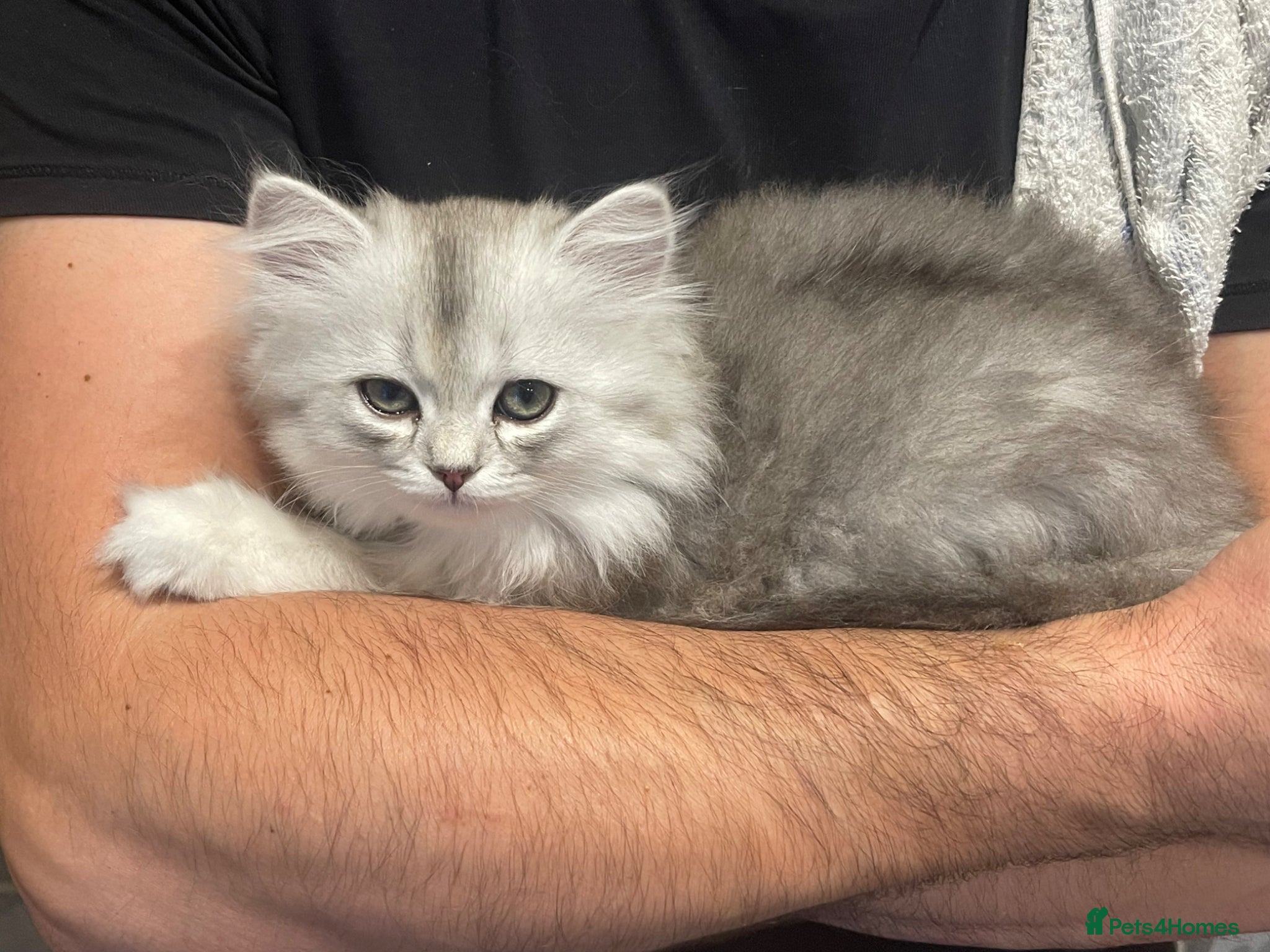 Scottish Fold cats for sale: Scottish Fold/Straight - Advert 5