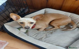 Mixed Breed dogs for adoption: MEET SWEETHEART SHAKI - Image 1