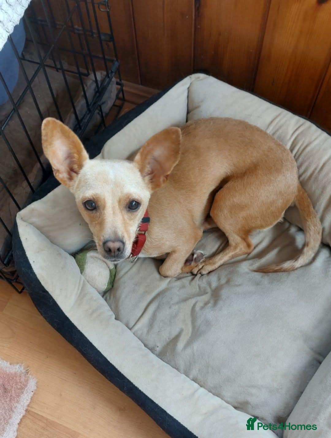 Mixed Breed dogs for adoption: MEET SWEETHEART SHAKI - Image 1