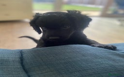 Cavapoo dogs for sale: Our clever little Ricki is ready to leave now!  - Image 25