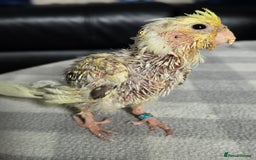 Cockatiels birds for sale: Handreared Cockatiels - Image 18