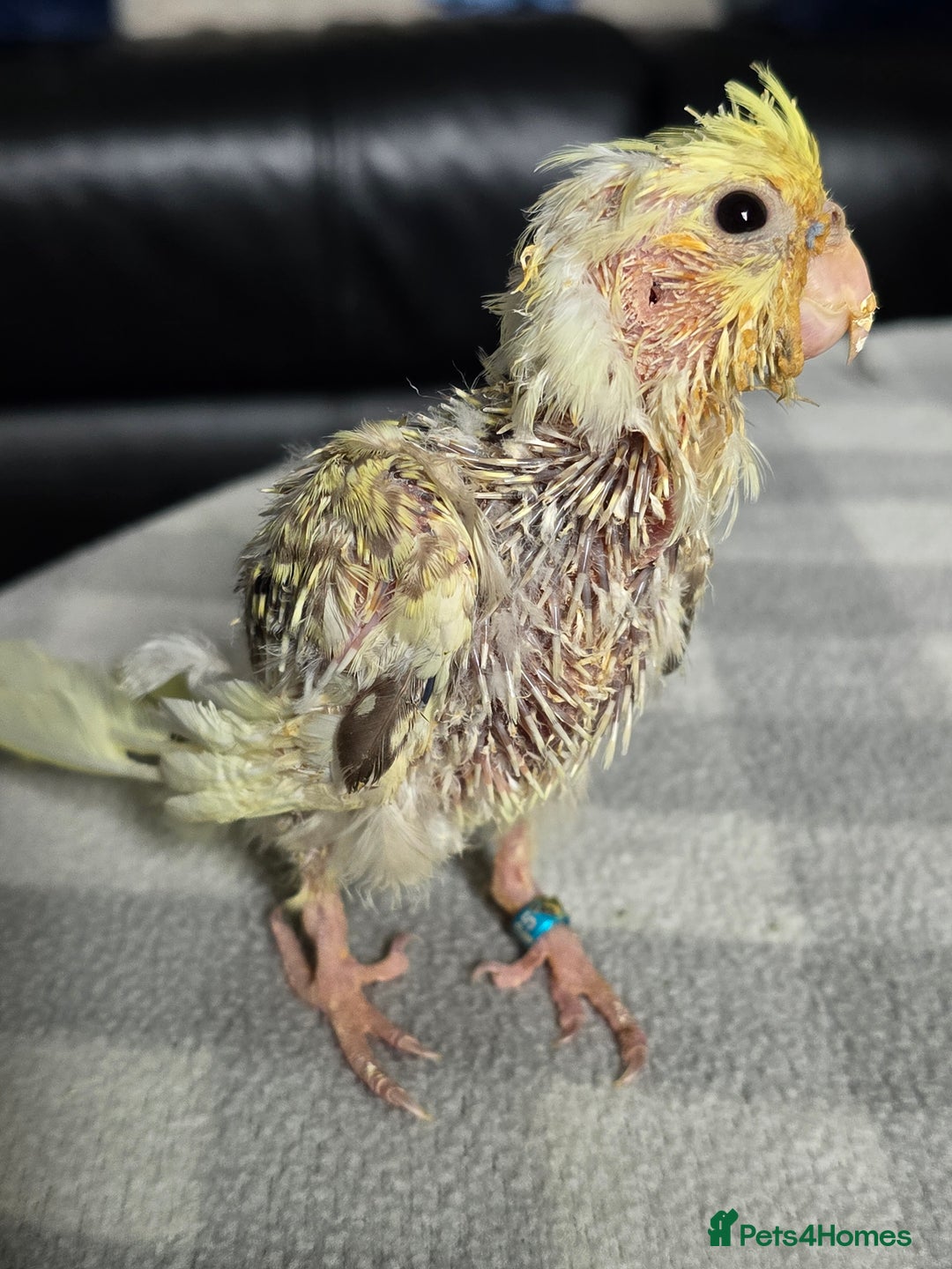 Cockatiels birds for sale: Handreared Cockatiels - Image 18