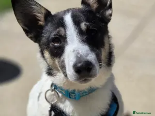 Jack Russell dogs An old Soul baby Finn - Advert 4