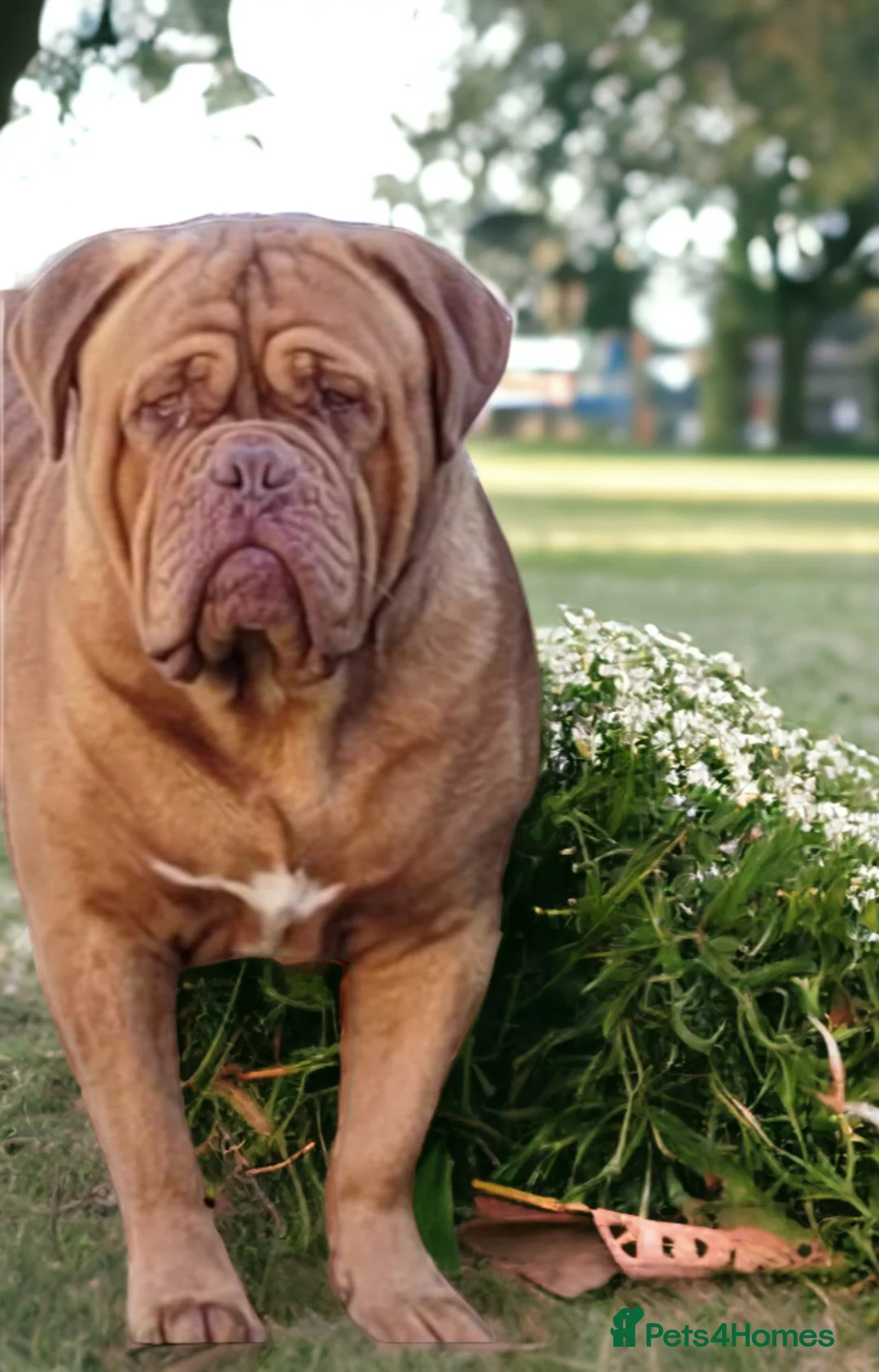 Dogue De Bordeaux dogs for stud: Stunning lad up for stud only  - Advert 2