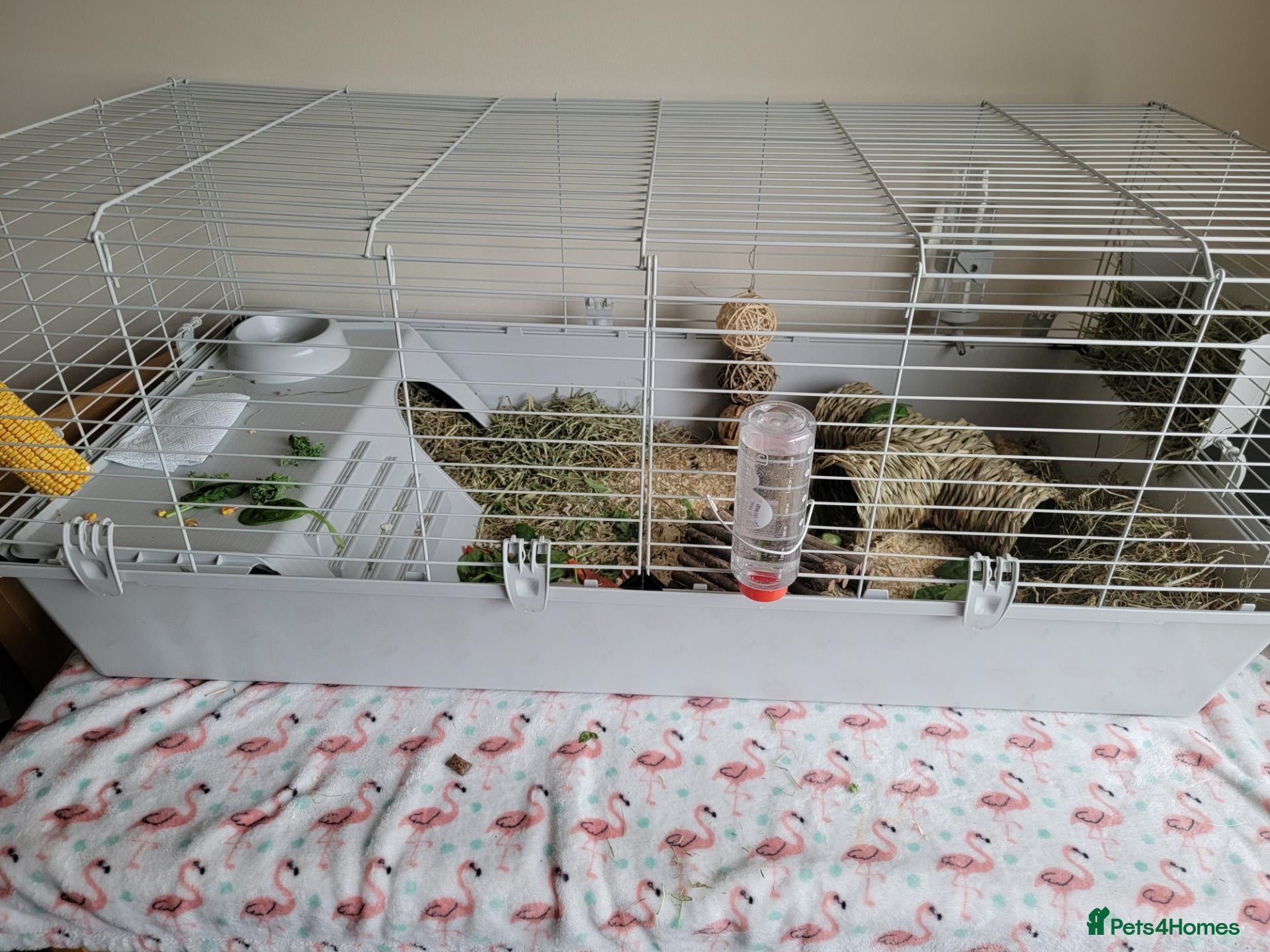 Guinea Pig rodents 2x male guinea pigs with full set up - Advert 1