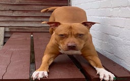 Staffordshire Bull Terrier dogs for sale: Beautiful dog - Image 2