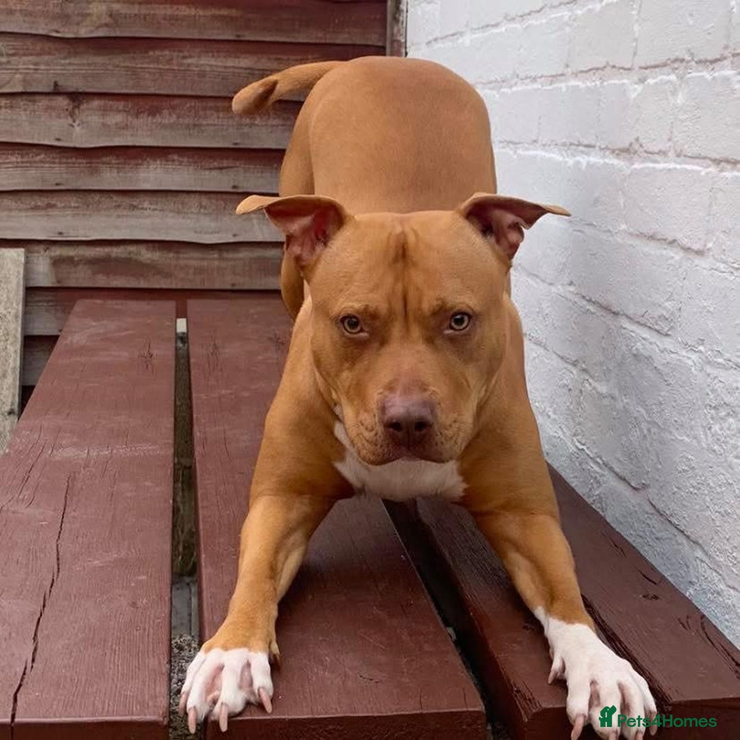 Staffordshire Bull Terrier dogs for sale: Beautiful dog - Image 2