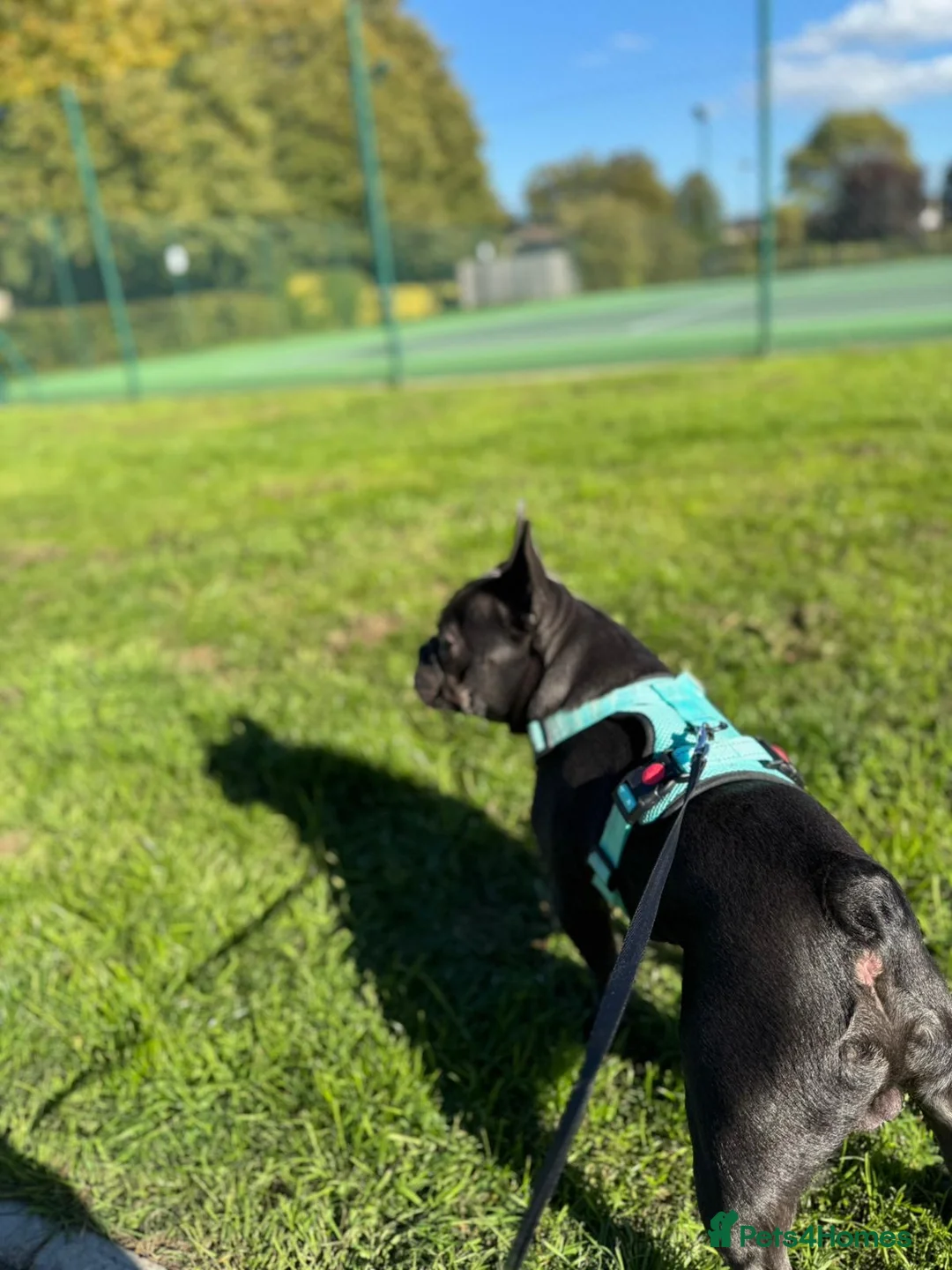 French Bulldog dogs for stud: Blue French Bulldog Stud Available – Aki 🐶💙 - Advert 7