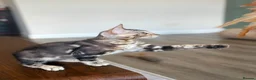 Bengal cats for sale: Stunning and sweet  bengal kittens - Advert 13
