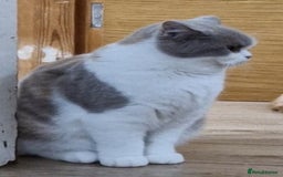 British Shorthair cats for sale: Tortie female British shorthair  - Image 5