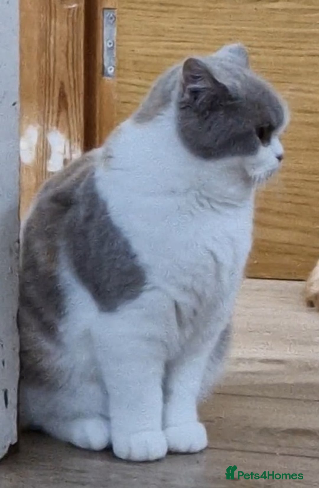 British Shorthair cats for sale: Tortie female British shorthair  - Image 5