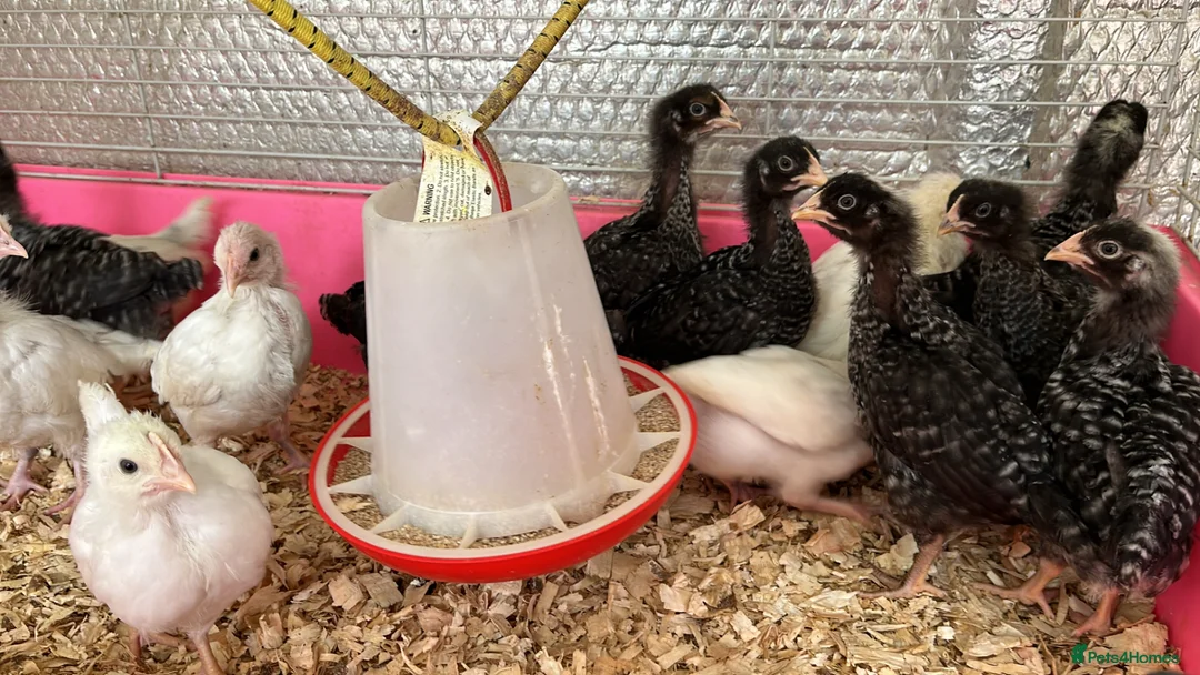 Chickens poultry for sale: Hybrid hens, chicks, growers, pullets - Advert 10