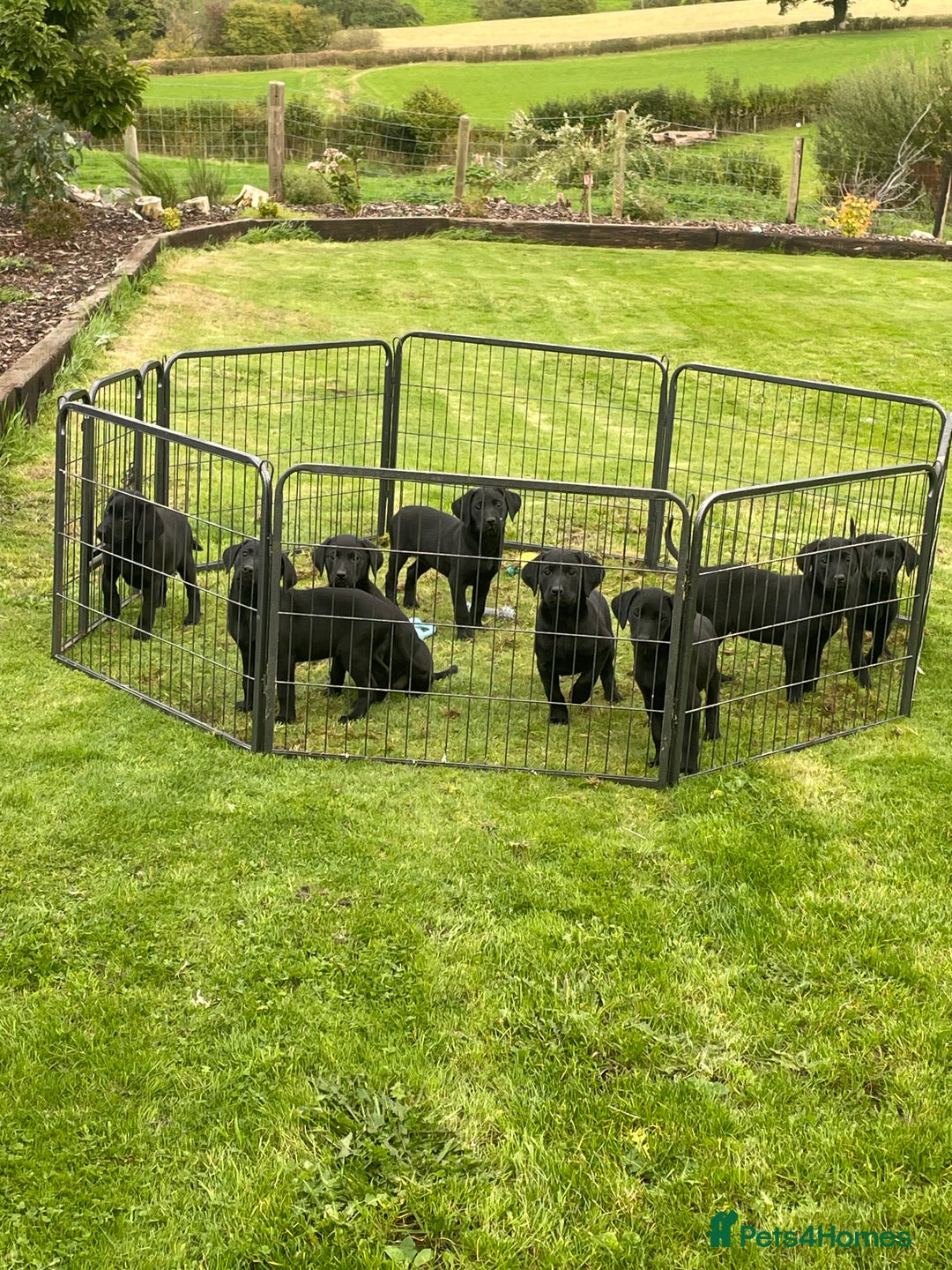 Labrador Retriever dogs for sale: Beautiful Black Labrador Pups - Image 1