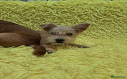 Mixed Breed dogs for adoption: 💖🐶 NIKOLETTA 🐶💖 - Image 1