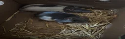 Rat rodents for sale: 2 FEMALE FANCY RATS - Advert 3