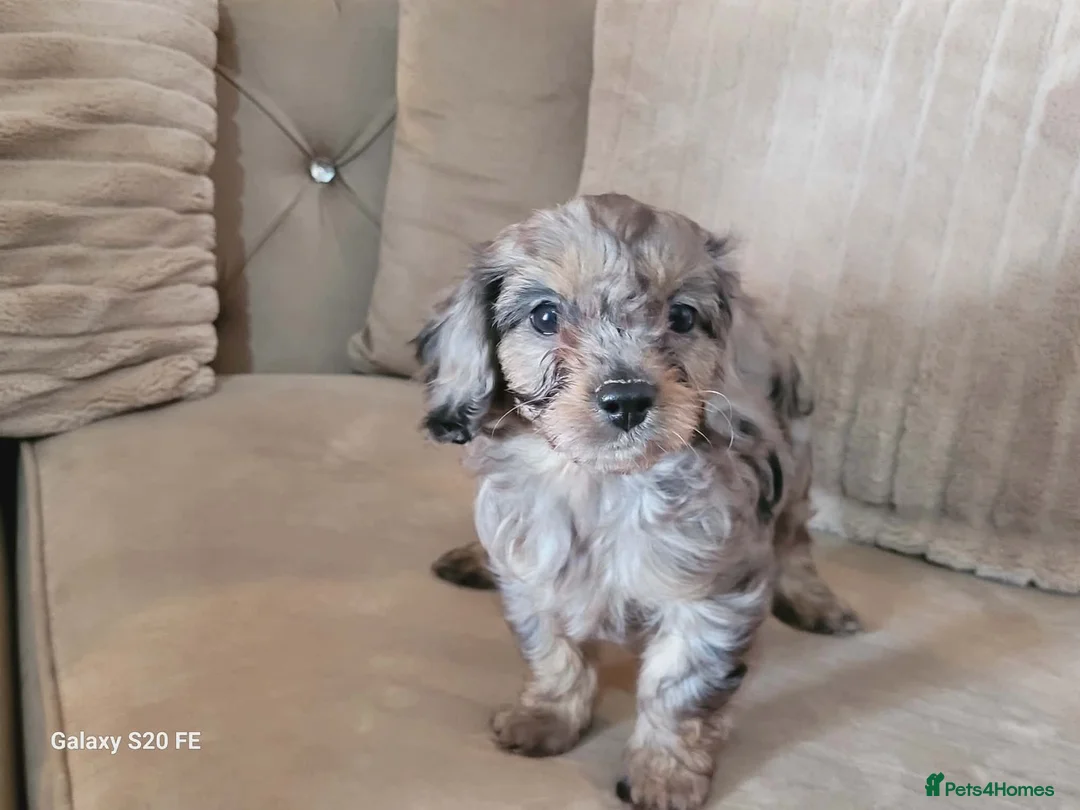 Cavapoo dogs for sale: Cavapoo Merle girl ready for her forever home  - Advert 1