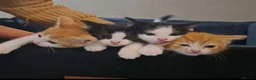 Mixed Breed cats for sale: Ready to Leave - 3x Beautiful Mixed Breed Kittens  in Northampton - Advert 1
