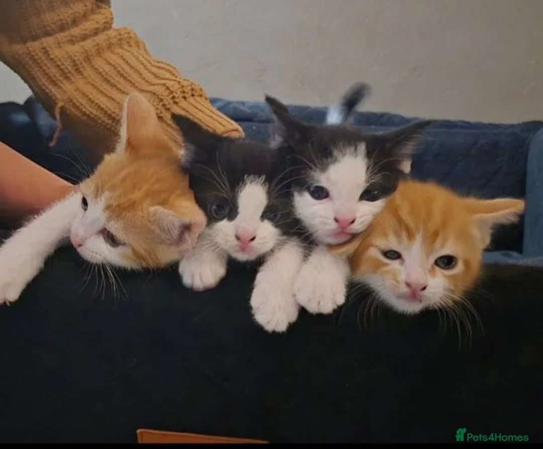 Mixed Breed cats for sale: Ready to Leave - 3x Beautiful Mixed Breed Kittens  in Northampton - Advert 1