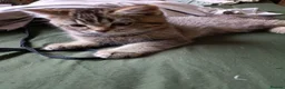 British Shorthair cats for sale: Pair of beautiful British shorthair kittens. Ready in Trowbridge - Advert 5